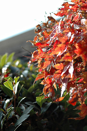 Hayward Japaneese Tea Garden