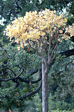 Hayward Japaneese Tea Garden