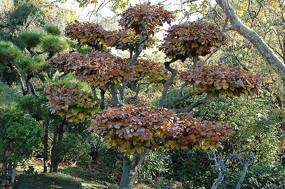 Hayward Japaneese Tea Garden