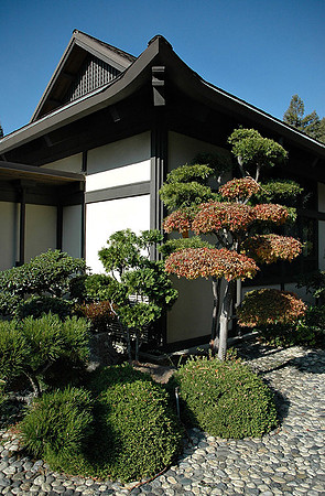 Hayward Japaneese Tea Garden