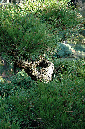Hayward Japaneese Tea Garden