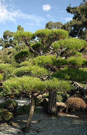 Hayward Japaneese Tea Garden