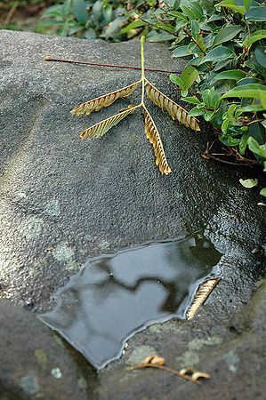Hayward Japaneese Tea Garden