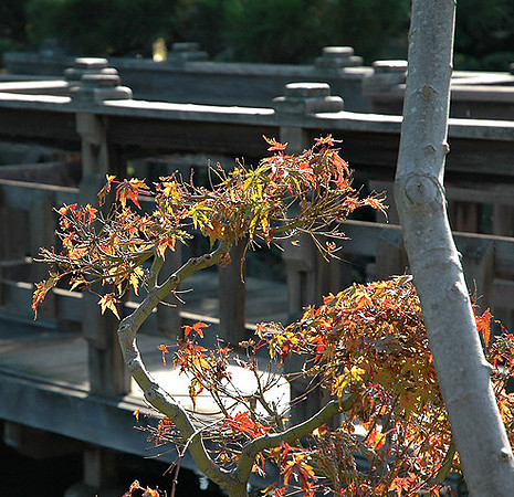 Hayward Japaneese Tea Garden