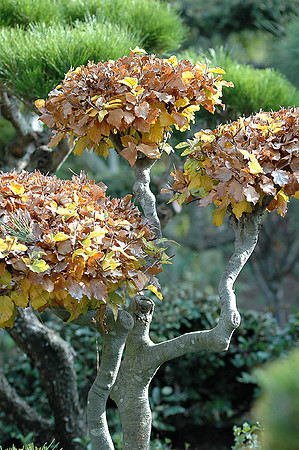 Hayward Japaneese Tea Garden